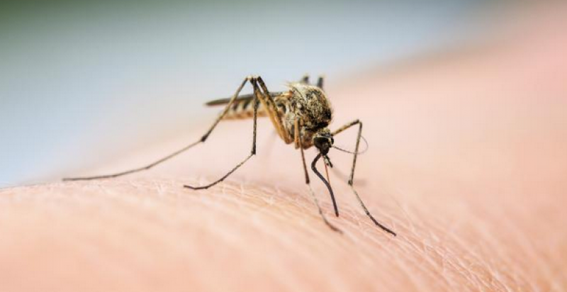 Стана ясно защо комарите ни хапят