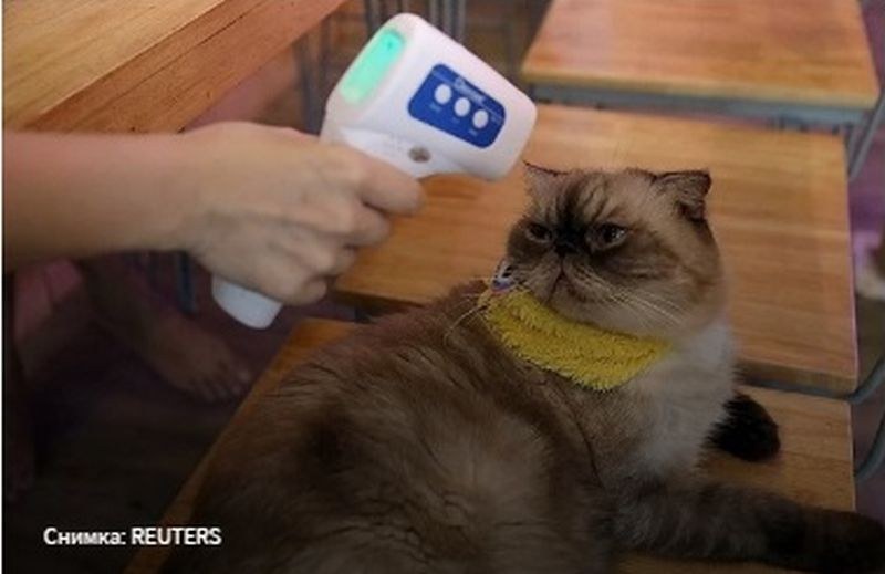 За първи път в Англия! Откриха коронавирус при котка след заразяване на собственика