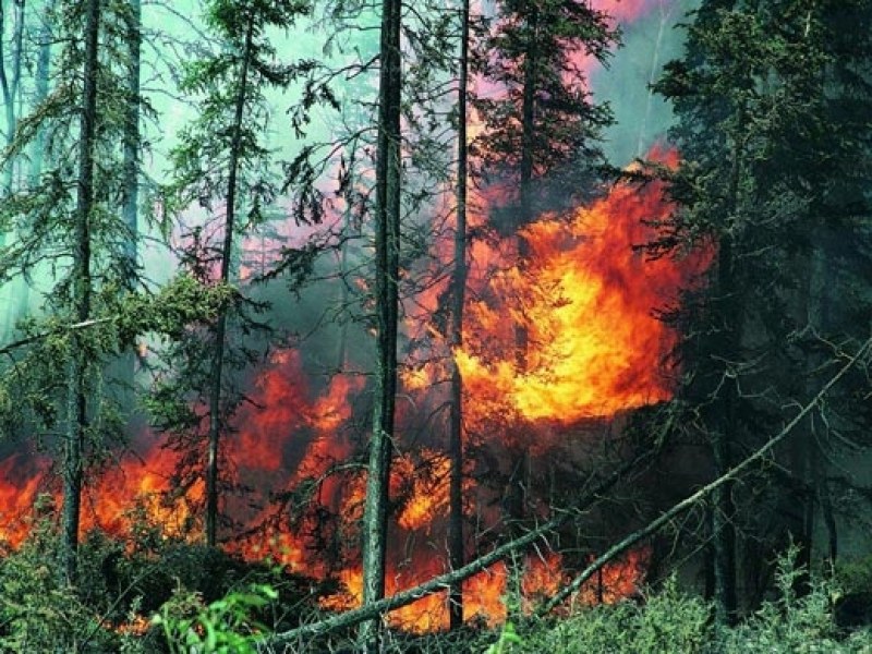 Голям пожар в борова гора, пет пожарни гасят*