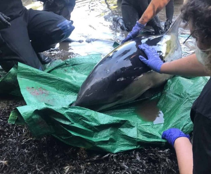 5-часова зрелищна акция – спасиха заседнал делфин (ВИДЕО)