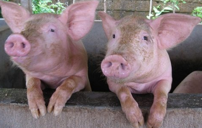Стопаните на свине, засегнати от чумата - получиха обезщетение
