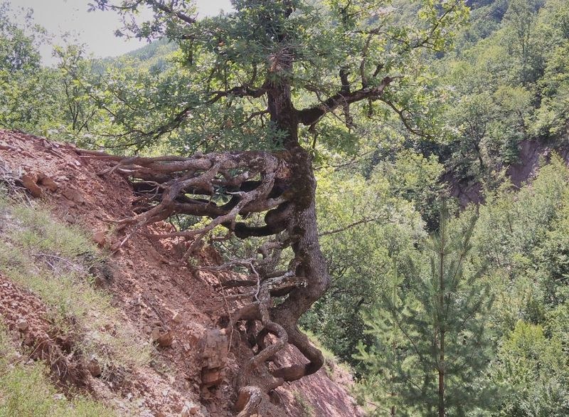 Бягащото дърво с конкурент! 