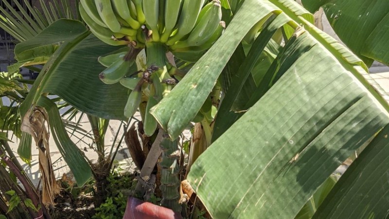 Бананова република сме, факт е! Палма с плодове зрее насред Варна