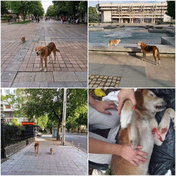 Застреляха Принц! Хладнокръвно и жестоко... Някой видял ли е нещо? СНИМКИ