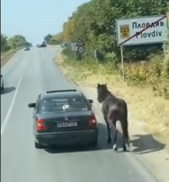 Завързаха кон за кола... И по пътя до Пловдив ВИДЕО