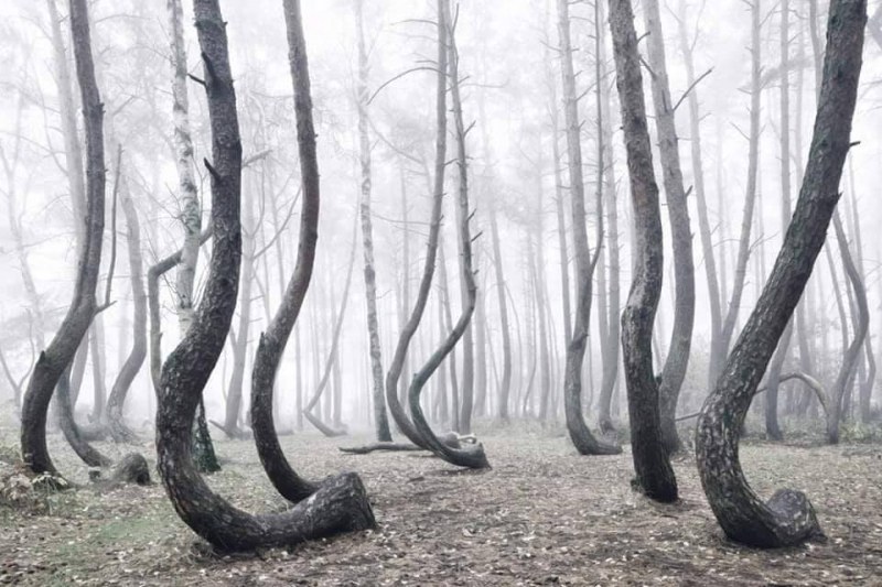 Мистичната полска гора – кривата, за която няма ясно обяснение СНИМКИ