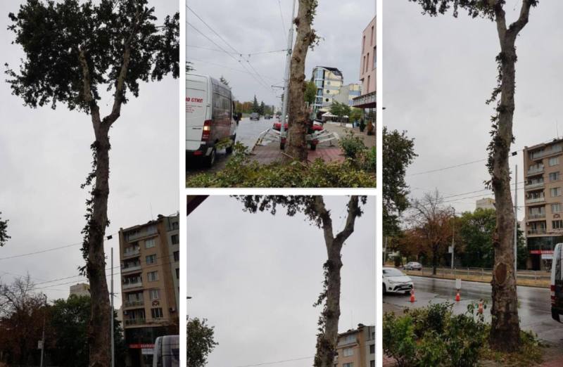 Окастриха безобразно чинар на булевард в Пловдив заради птички  СНИМКИ