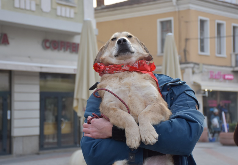 Важно за собствениците на кучета в Пловдив!
