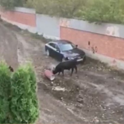 Не в Памплона, а в София! Бикове тероризират квартал