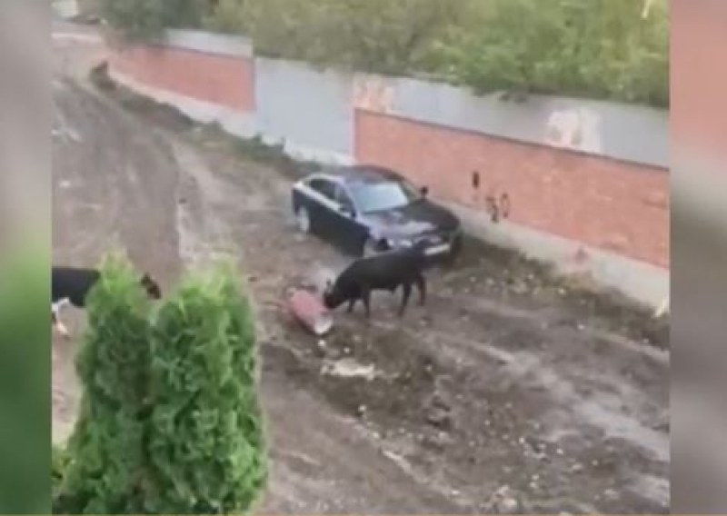 Не в Памплона, а в София! Бикове тероризират квартал