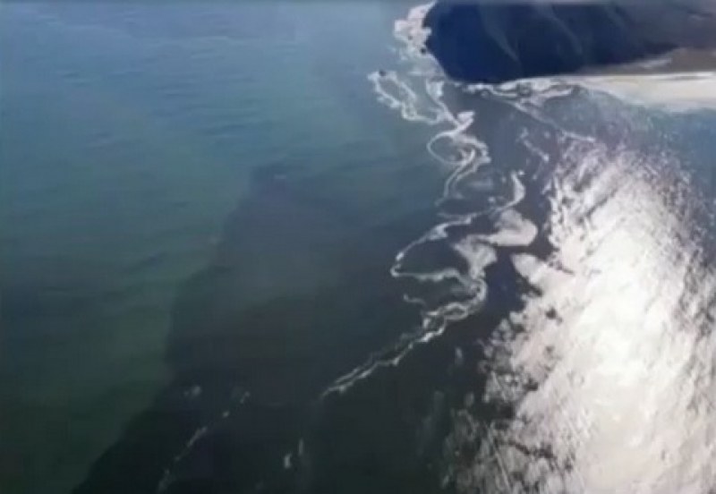 Масов мор на животни след мистериозно замърсяване на плаж ВИДЕО