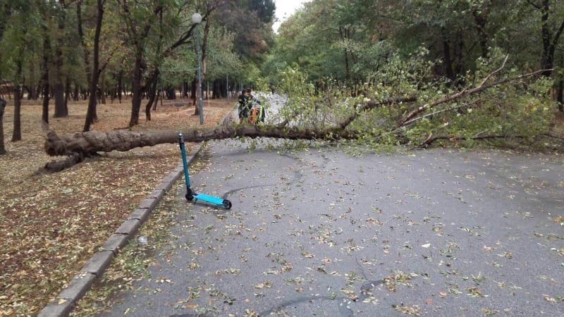 Голямо дърво падна върху дете в парк в Пловдив!  СНИМКИ