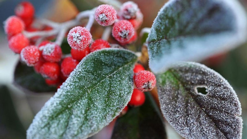 Слънцето отстъпва, сланите застъпват. Захлаждането продължава – 15°C