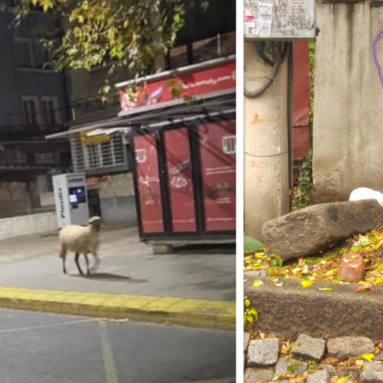 Пловдив може да няма зоопарк, но градът си стана джунгла! СНИМКИ