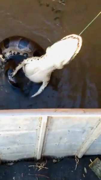 Неочакван улов: На куката… алигатор, увит от гигантска анаконда ВИДЕО
