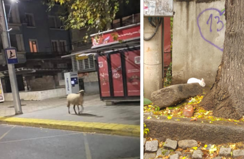 Пловдив може да няма зоопарк, но градът си стана джунгла! СНИМКИ