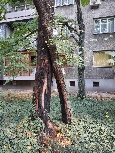 Дърво замалко да предизвика трагедия в Пловдив СНИМКИ