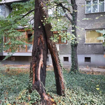 Дърво замалко да предизвика трагедия в Пловдив СНИМКИ