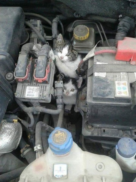 Шофьори, внимание! Котки се крият на топличко под капака на колите ви