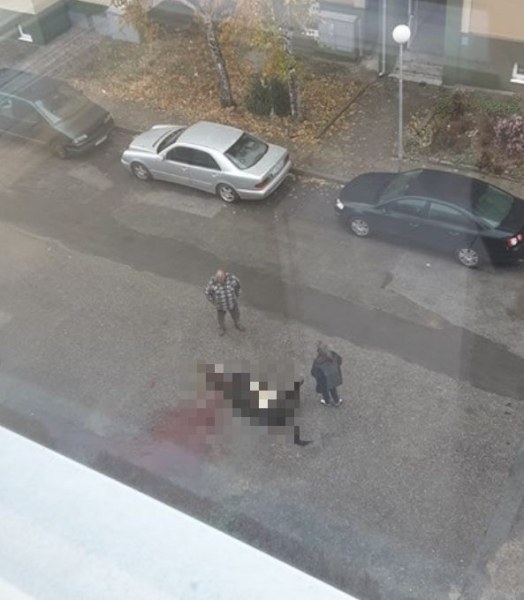 Потрес! Заколиха крава на улицата в наш град!