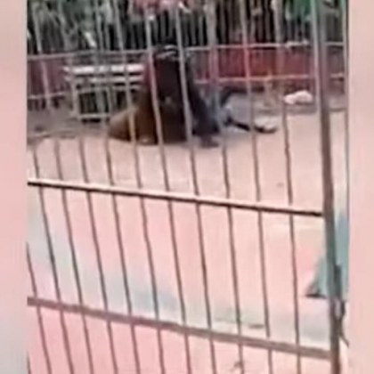 Цирк на ужасите! Гладен тигър скочи на дресьора си ВИДЕО (18+)