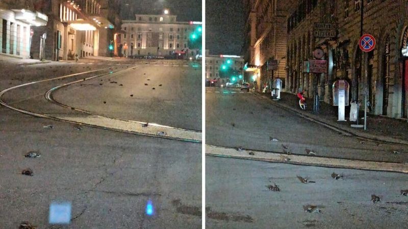 Стотици мъртви птици покриха улица в Рим!