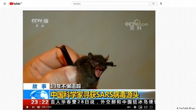 Прилепи яростно хапят китайски медици... Дали вирусът не е изтърван?