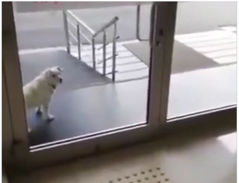 Като Хачико: Куче чака стопанина си дни наред пред болница  ВИДЕО