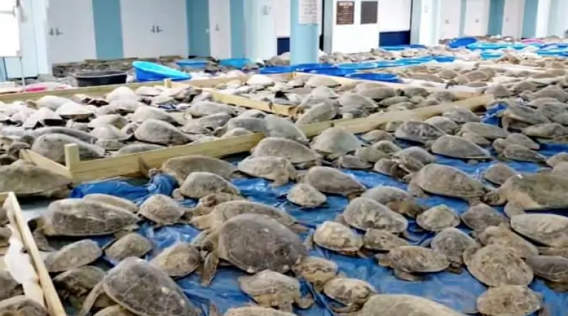 Хиляди замръзнали костенурки изплуваха край морски бряг ВИДЕО
