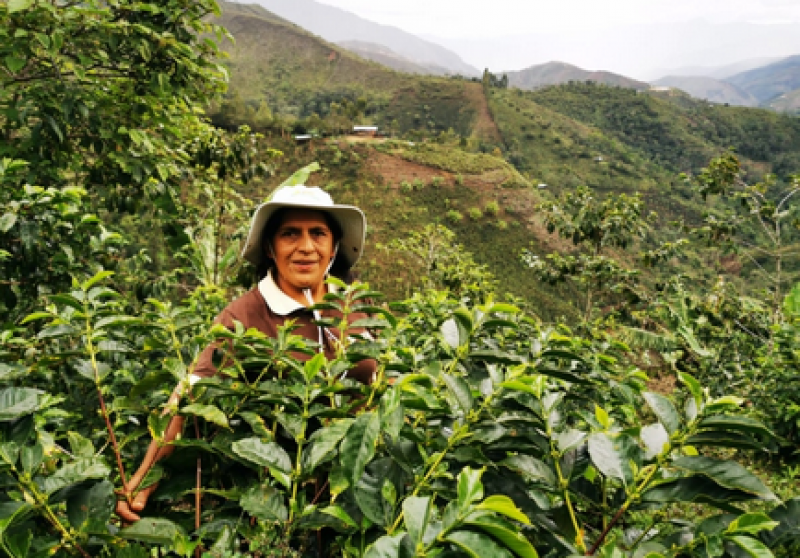Кафето е равно на бедност! Перуанските фермери масово отглеждат кока