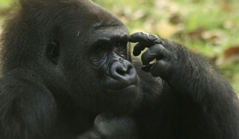 Осем горили са заразени с К-19, ваксинираха ги