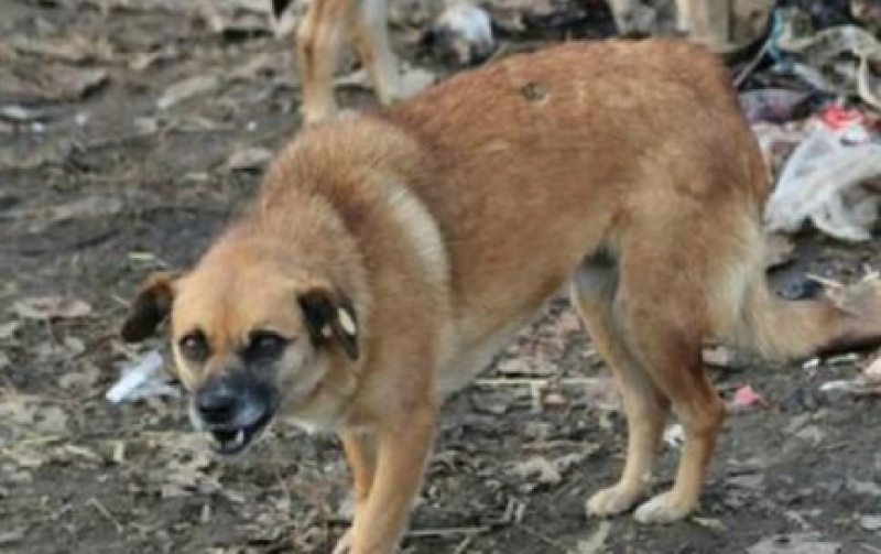 Прокуратурата разследва инцидента с ухапаното от куче дете в София