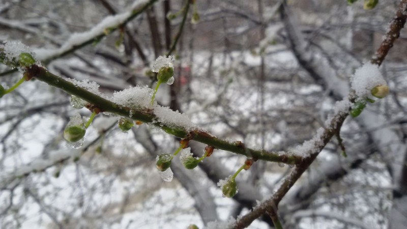 Уикендът се затопля, не бързайте да хвърляте палтата. Нова седмица – нов сняг!