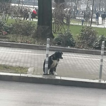 Забравено или изоставено? Кой си заряза кучето, вързано за колче в София? СНИМКИ