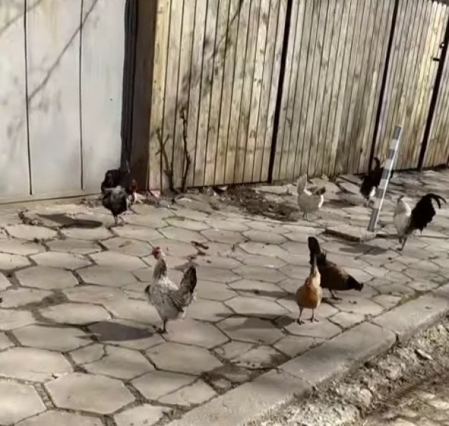 Това е да си горд петел, кукуригаш, кокошките си водиш