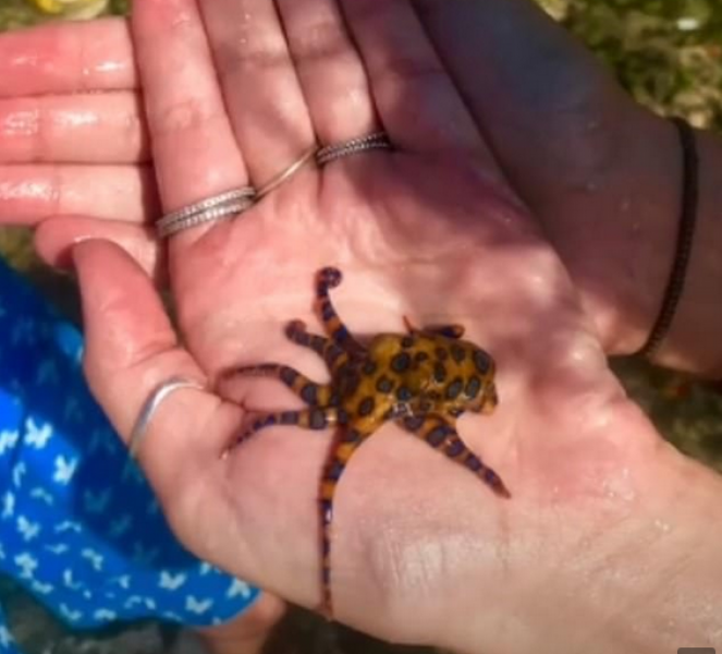Момиче държа в ръце едно от най-отровните животни ВИДЕО+СНИМКИ