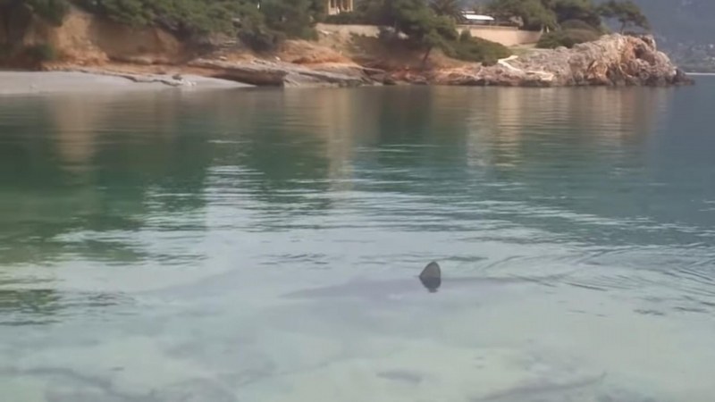 Как ще се къпем сега? Голяма акула снимана в гръцки залив ВИДЕО
