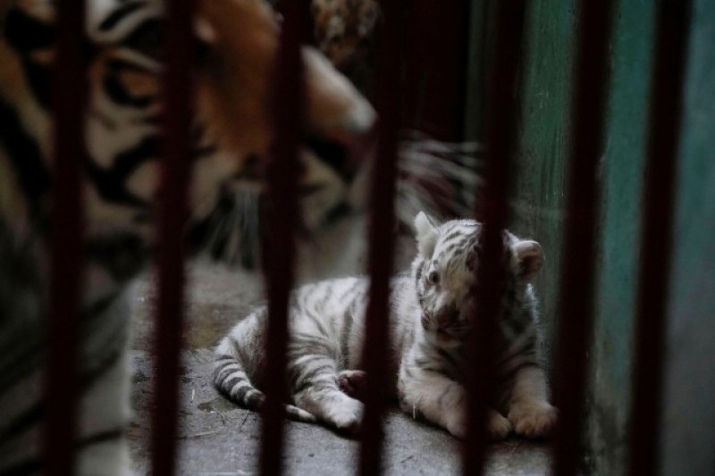 Четири бенгалски тигърчета се родиха в зоопарк в Хавана, едното беличко