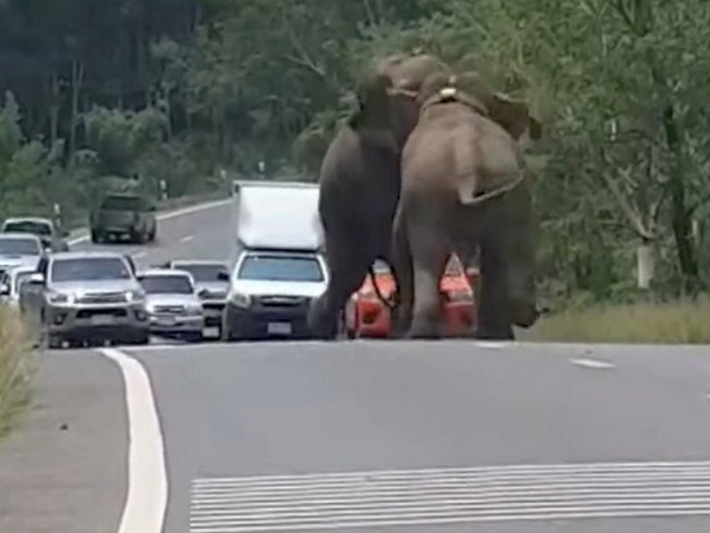 Бой между слонове парализира движението по магистрала ВИДЕО