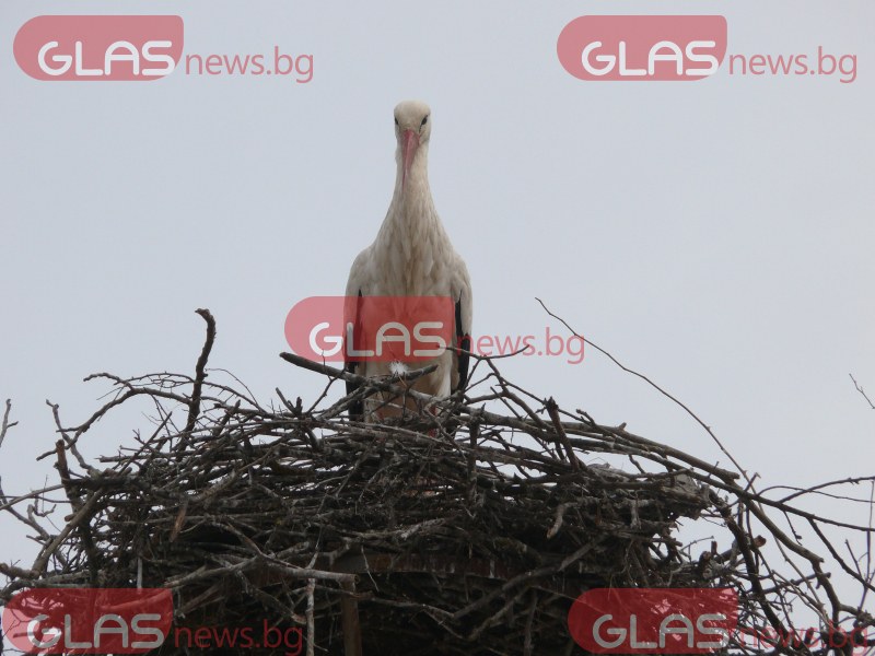 На гости на най-известното щъркелово гнездо в света ВИДЕО