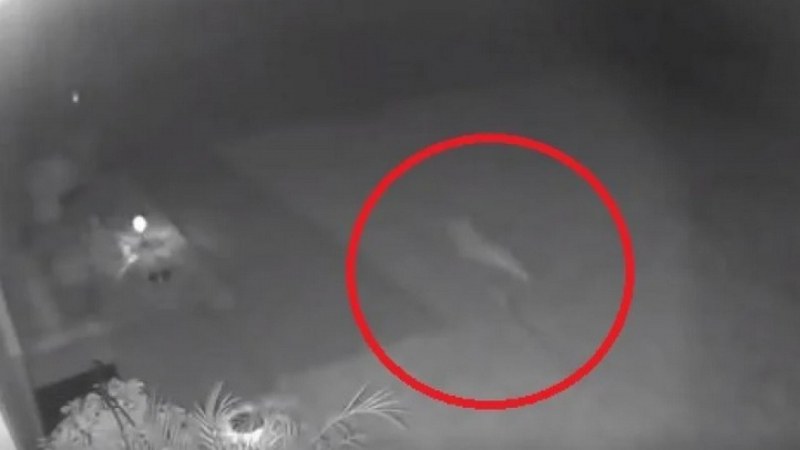 Шокиращо ВИДЕО: Чудовище броди из Флорида