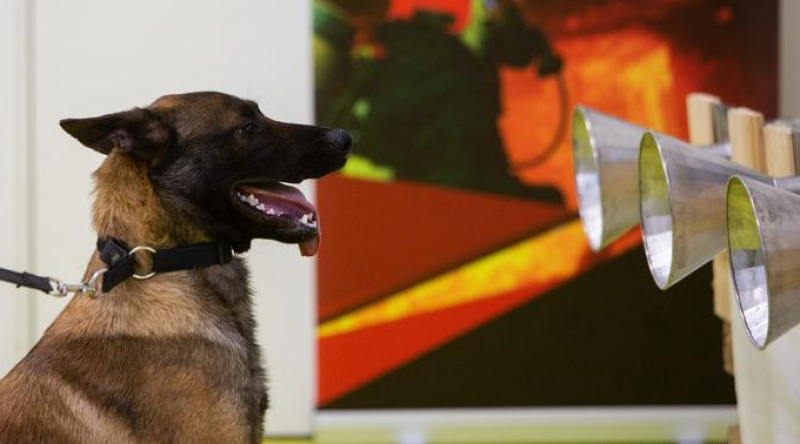 Кучета се включват в борбата с коронавируса в Румъния