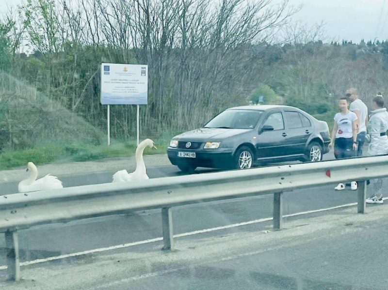 Лебеди блокираха движението по главен път СНИМКИ
