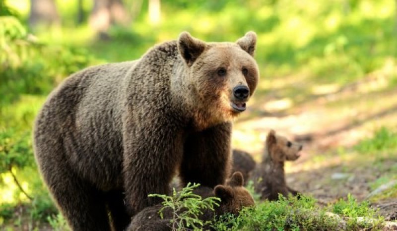Принц гръмна най-голямата мечка в ЕС, разследват го