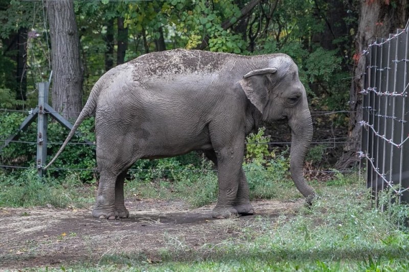 В САЩ слон съди зоологическа градина заради принудителното си пленничество