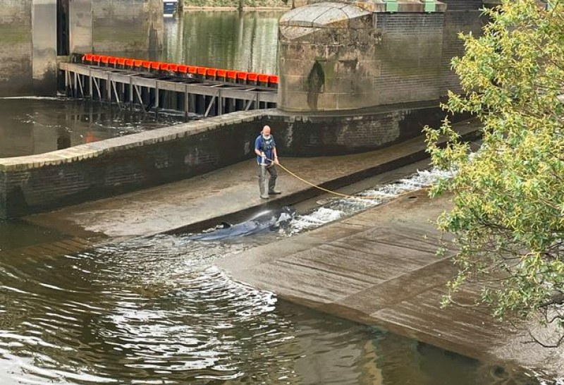 Кит заседна в река Темза, спасиха го ВИДЕО