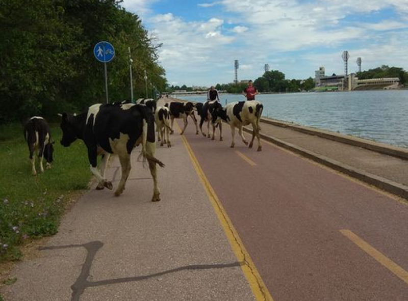 Стадо крави изненадаха пловдивчани на Гребната база СНИМКА
