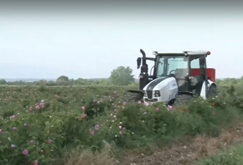 Трактори в полето – не да орат, а да изтръгват маслодайни рози! Защо?