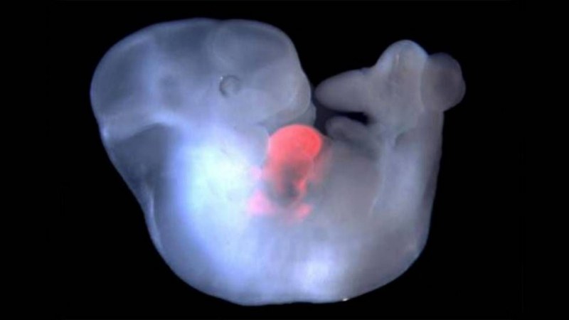 Учени искат експерименти с едномесечни човешки ембриони. Кое го налага?
