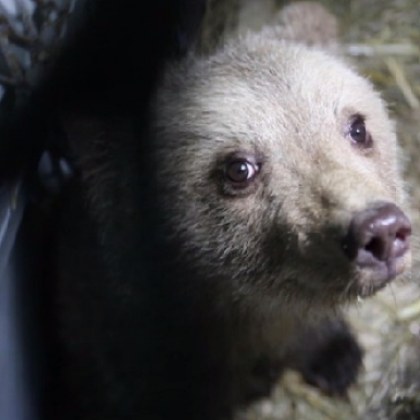 Какво е състоянието на меченцето, спасено в Родопите?